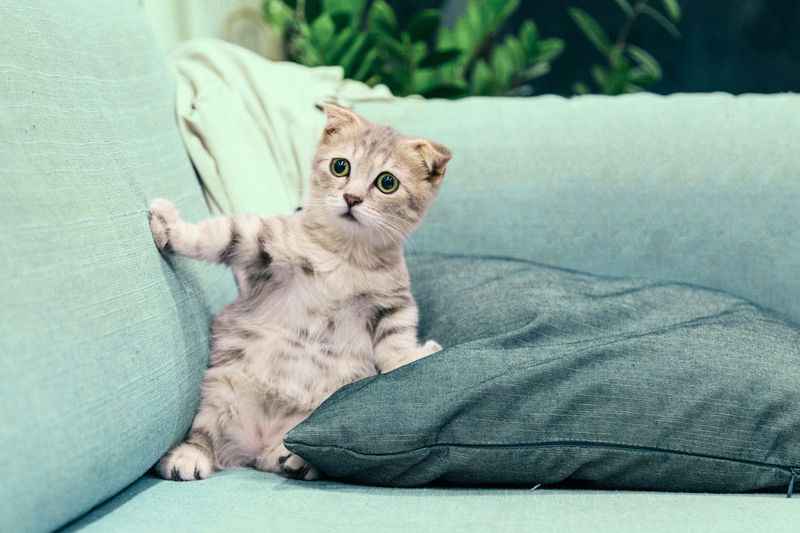 scared kitten